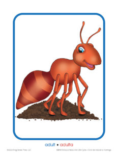 Ant-Life-Cycle card