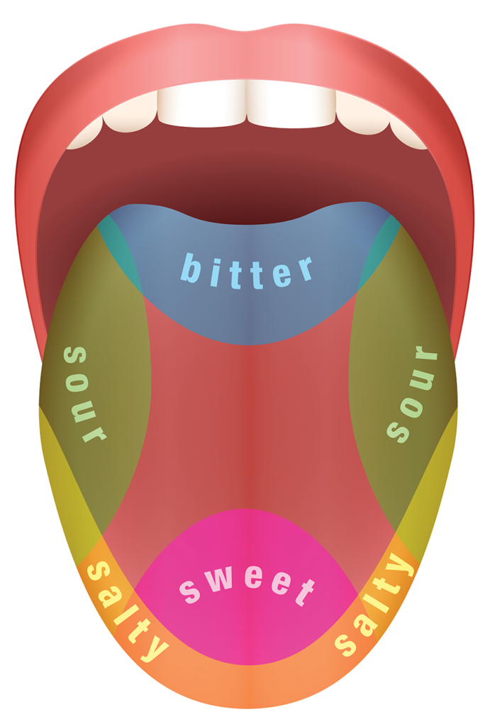 diagram of a tongue