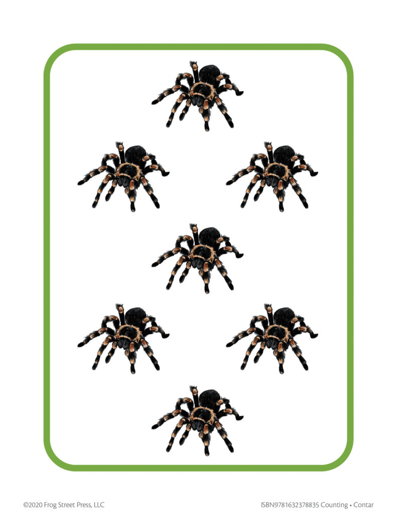 seven spiders