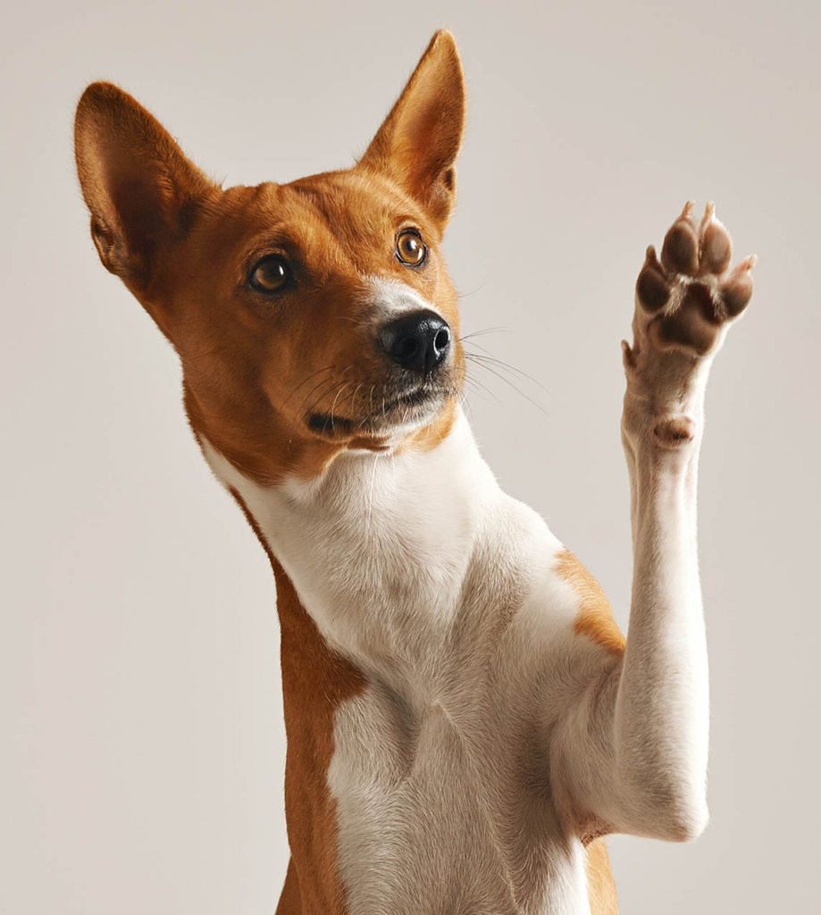 dog with paw up