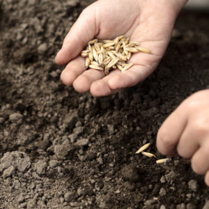 planting seeds