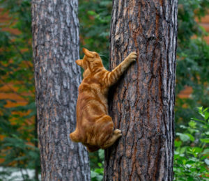 cat climbing a tree