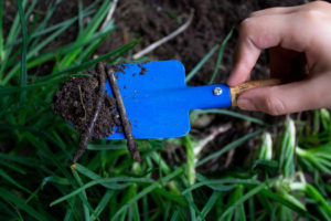 Child's hand holding garden shovel with two worms.