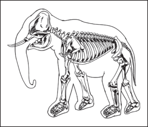 elephant skeleton