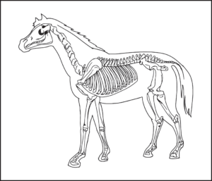 horse skeleton