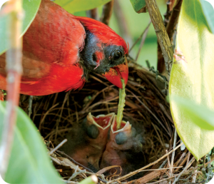 Male cardinal feeding chicks