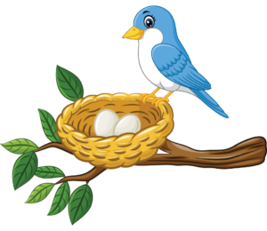Blue bird at nest with 2 eggs