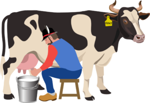 man milking a cow