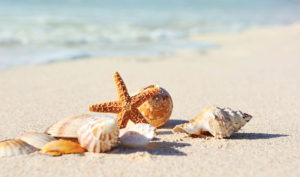 sea shells at the beach