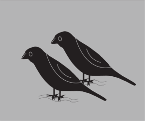 two blackbirds