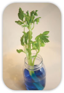 celery in a jar with blue water