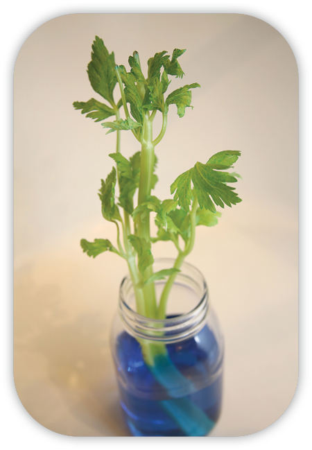 celery in a jar with blue water